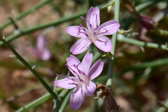 Brownplume Wirelettuce has small but pretty flowers that may be white, pink, lavender pink or flesh colored. Plants bloom from April or May to September, October or throughout the year. Stephanomeria pauciflora